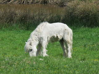 mascotte / 1